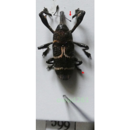 Alcidodes sp. Philippines66c